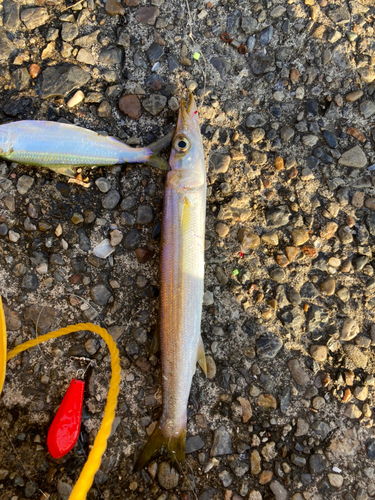 アカカマスの釣果