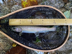 イワナの釣果