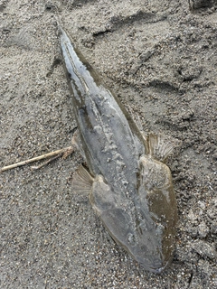 マゴチの釣果