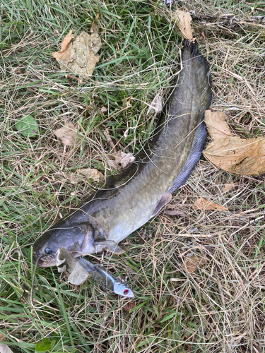 ナマズの釣果