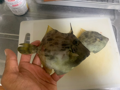 カワハギの釣果