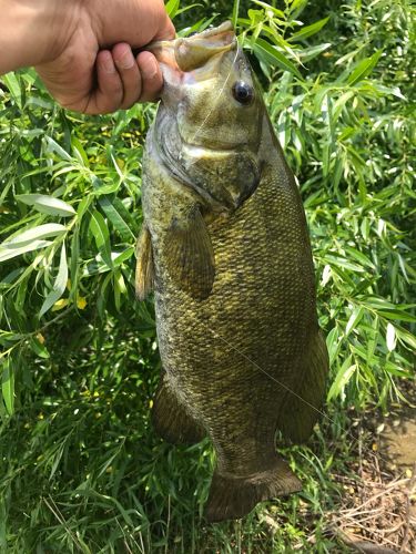 スモールマウスバスの釣果