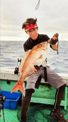 マダイの釣果