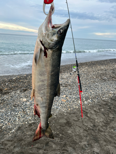 アキアジの釣果