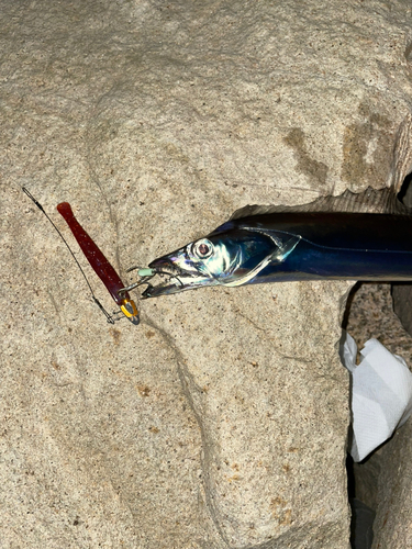 タチウオの釣果