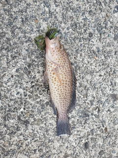 オオモンハタの釣果