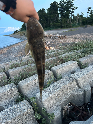 マゴチの釣果