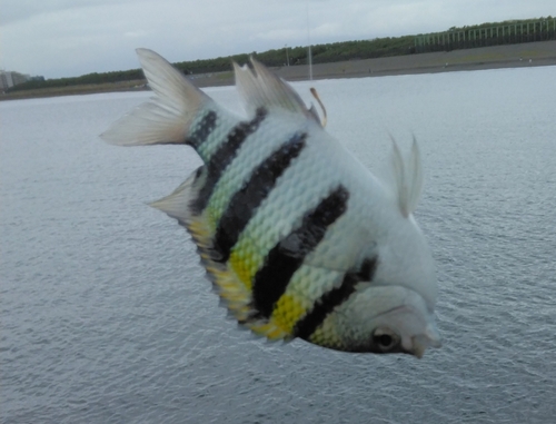 メジナの釣果