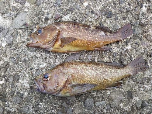 ガヤの釣果