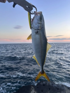 ワカシの釣果