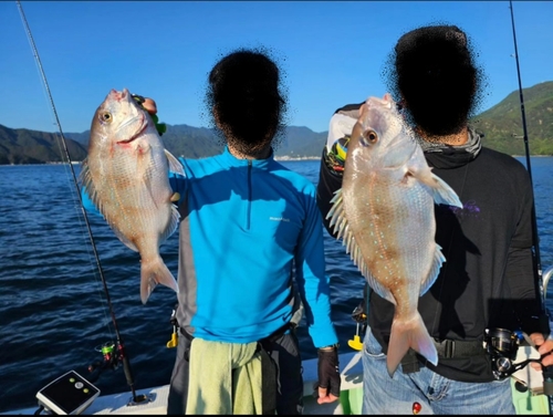 マダイの釣果