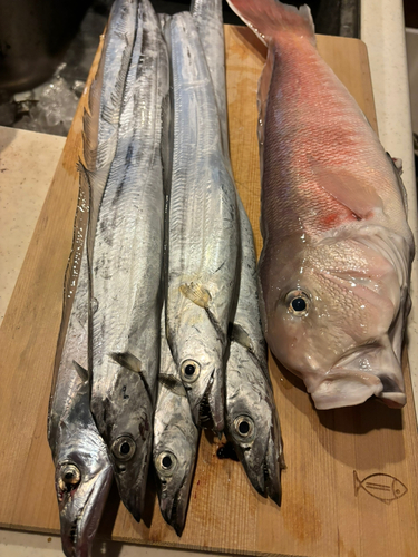 シロアマダイの釣果