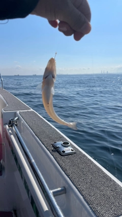 シロギスの釣果