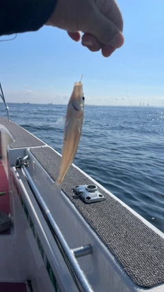 シロギスの釣果