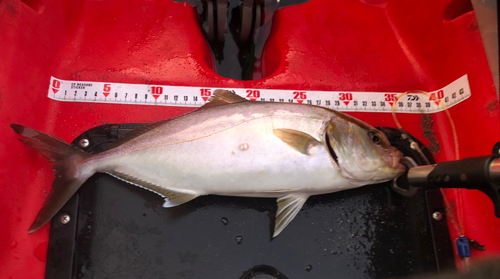 ショゴの釣果