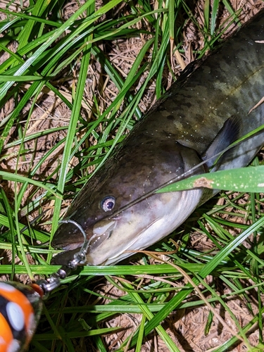 ナマズの釣果