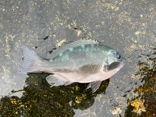 メジナの釣果