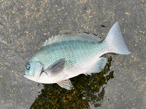 メジナの釣果