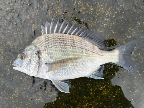 メイタの釣果