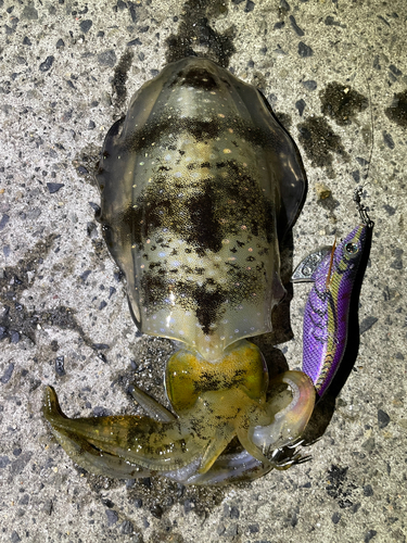 アオリイカの釣果