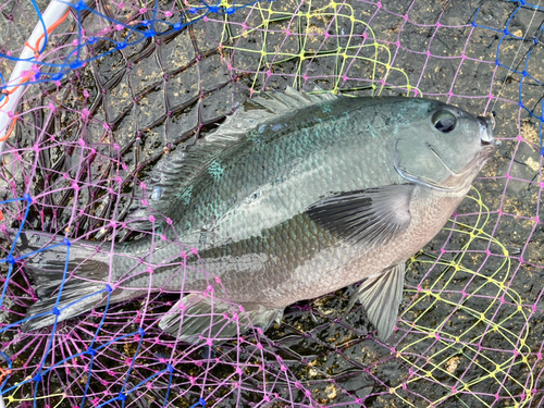 メジナの釣果