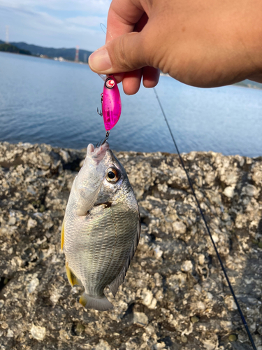 キビレの釣果