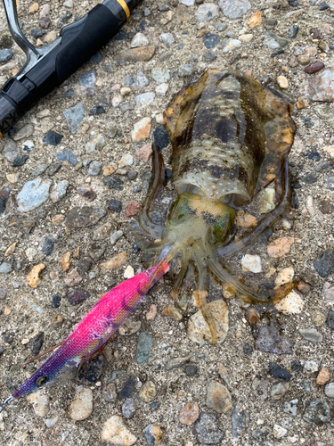 アオリイカの釣果