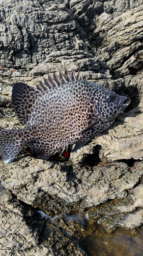 イシガキダイの釣果