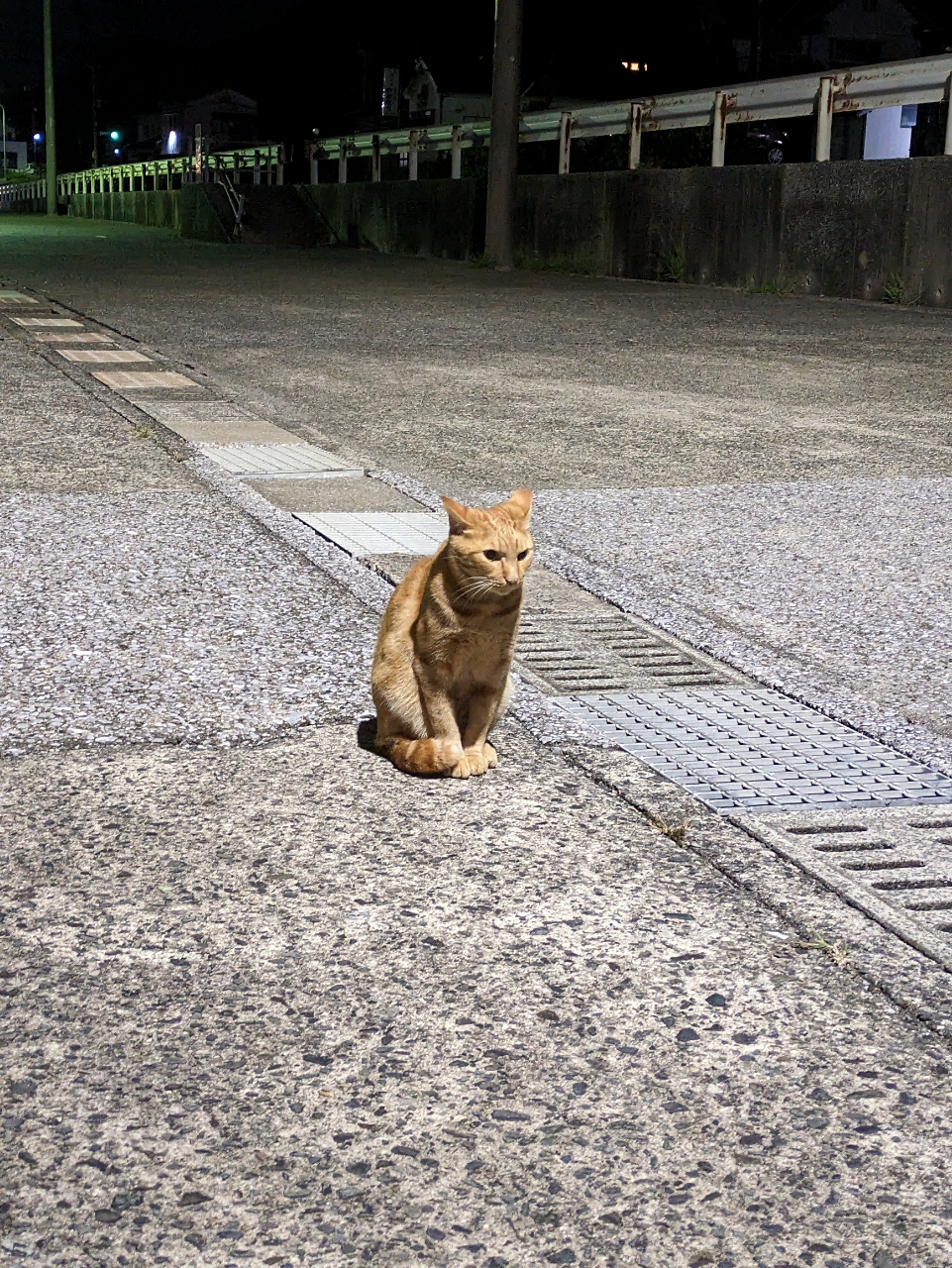 アカカマス