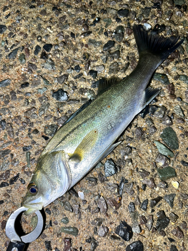 セイゴ（マルスズキ）の釣果