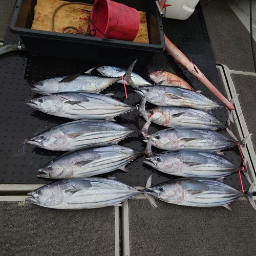 カツオの釣果