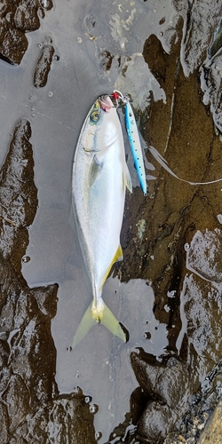 ツバスの釣果