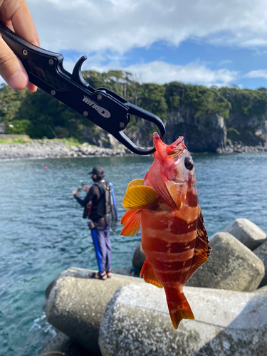 アカハタの釣果