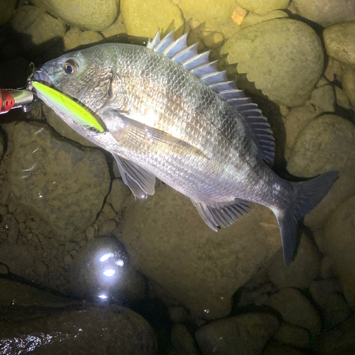 チヌの釣果