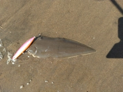 シタビラメの釣果