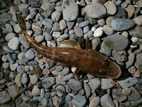 ワニゴチの釣果