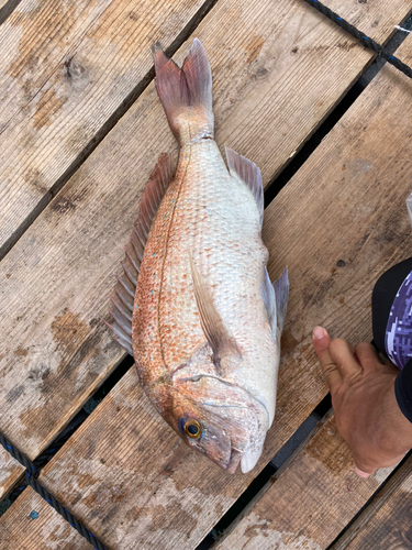 マダイの釣果