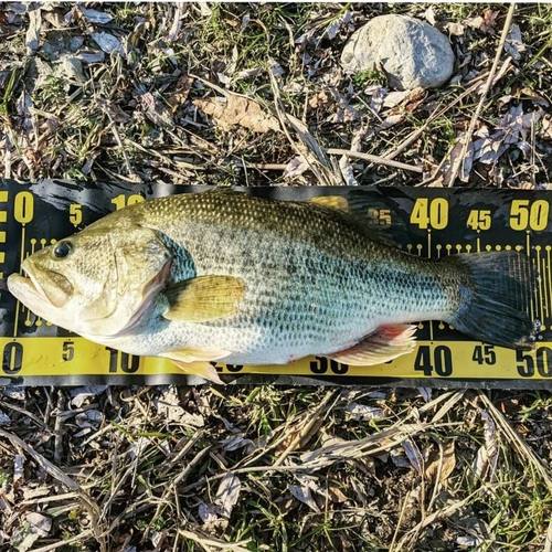 ブラックバスの釣果