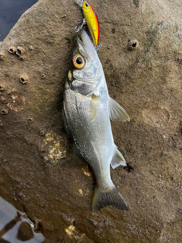 ヒラスズキの釣果