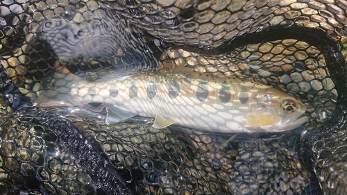 アマゴの釣果