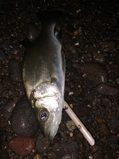 セイゴ（ヒラスズキ）の釣果