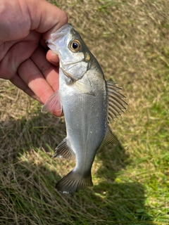 ヒラスズキの釣果