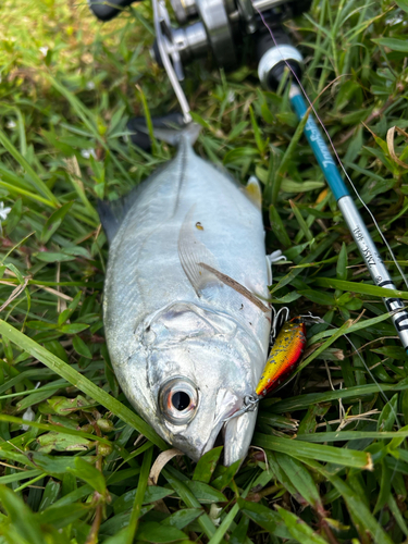 ヒラスズキの釣果