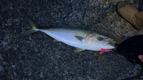 メジロの釣果