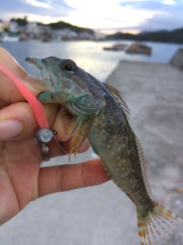 アナハゼの釣果