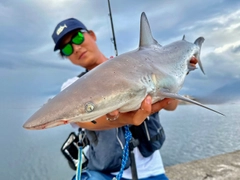 サメの釣果