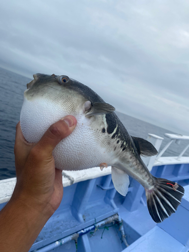 トラフグの釣果