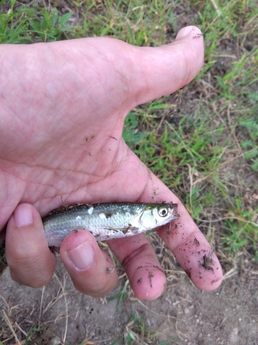 ワタカの釣果