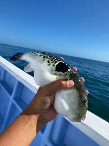 トラフグの釣果