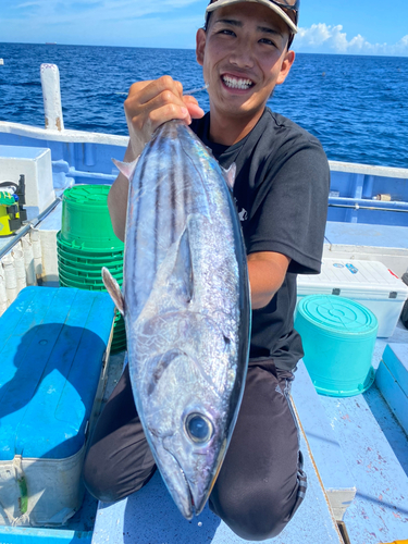 カツオの釣果